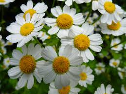 Image result for feverfew