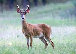 Image result for buck antlers