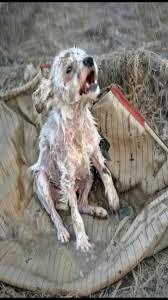 In a touching tale of resilience and hope, a small puppy ...