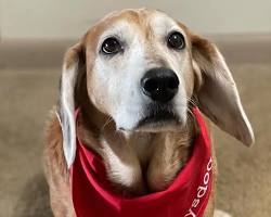 dog wearing a bandana with their picture on itの画像