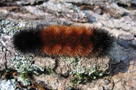 Image result for wooly bears