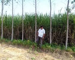 Image result for sagwan image green tree image