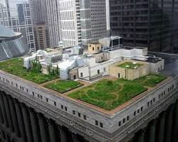 green roof on rooftop