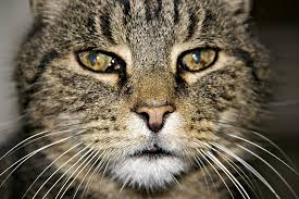 Image result for cat close up