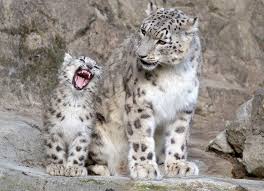 Résultat de recherche d'images pour "snow leopard biting tail"