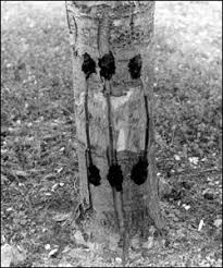 Résultat de recherche d'images pour "tree trunk repair grafts"