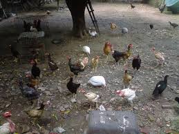 Resultado de imagem para galinhas no quintal