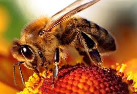 Αποτέλεσμα εικόνας για δωρεάν εικόνες για μέλισσα