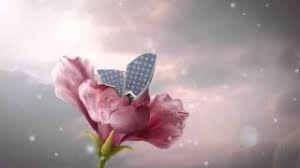 Image result for animated butterflies wallpaper