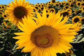 Αποτέλεσμα εικόνας για φυτα