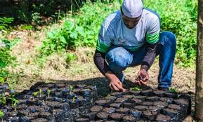 Avanza elaboración de sustrato orgánico y germinación de semillas en Carabobo