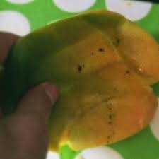Image result for mango scoring