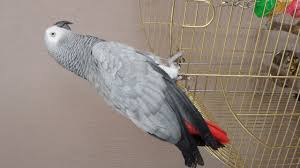 Image result for african grey parrot for sale