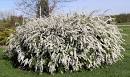 Spiraea x cinerea Grefsheim - Plants - NC State University