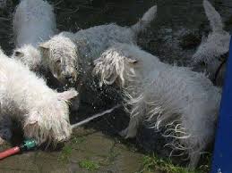 Hobby - West Highland White Terrier - Evelyn Bucher - Das ...