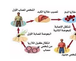 Image of مرض معدٍ ينتقل عن طريق الحشرات