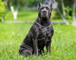 Imagem de Cane Corso