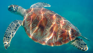 Resultado de imagen de imagenes de tortugas