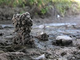 Image result for crayfish chimneys