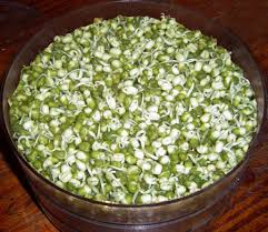 Image result for RAU MẦM CẢI XANH