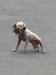 Adorable Dogs on TikTok: Cuteness Overload | TikTok