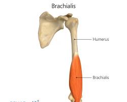Brachialis
