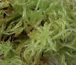 Image result for chilean sphagnum moss
