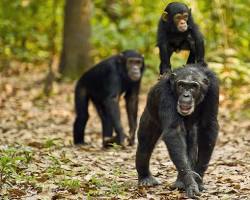 Image of Hiking in Gombe Stream National Park, Tanzania