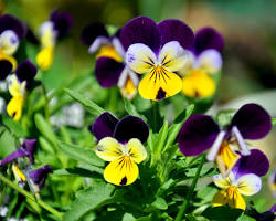 Image de Pensée sauvage plant