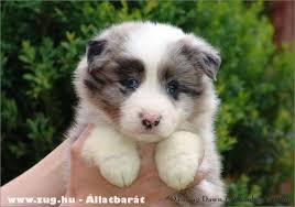 Kptallat a kvetkezre: „border collie klyk”