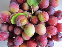 Image result for early transparent gage