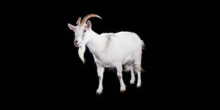 Image result for GOAT