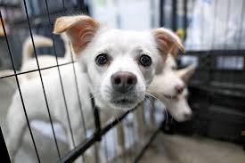 Coreia do Sul: Centenas de milhares de cães 'desaparecem', causando confusão.
