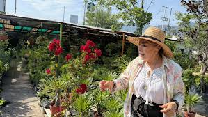 Las mejores plantas para resistir el calor extremo y la canícula en Nuevo León