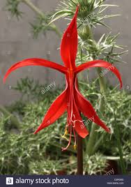Image result for Jacobean lilies