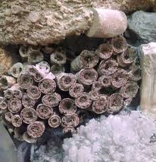 Louisville Fossils and Beyond: Jan 2, 2014