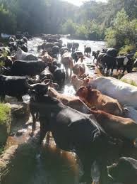 Courage in the Face of Disaster: How Farm Dogs Became Heroes in Florida ...