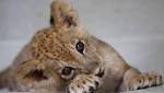 Gaza Zookeeper Puts Lion Cubs