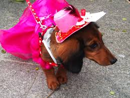 Image result for funny dog halloween costumes