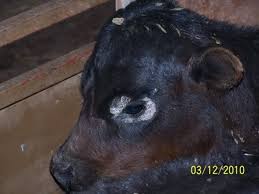 Image result for "ringworm in cattle"