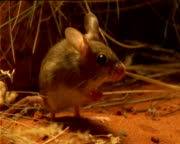 Image of mouse with its nose twitching