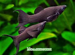 Image result for самец и самка фото