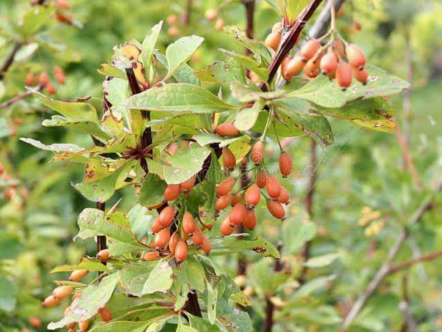 صورة نبات : عود الريح، البربريس الشائع، الزرشك الشائع، إثراره،عقدة