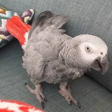 Jasper AKA Jazzy - Birdline Parrot Rescue