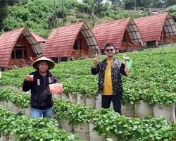 Villa di Dusun Strawberry Walini Ciwidey Bandung