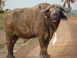 Image result for cape buffalo