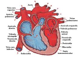 Resultado de imagem para IMAGENS DO CORAÇÃO HUMANO