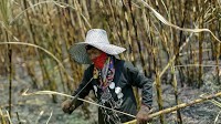 Thailand suffers 59 million USD in loss from China's sugar syrup import ban
