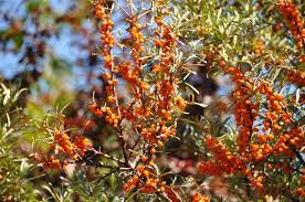 Image result for goumi