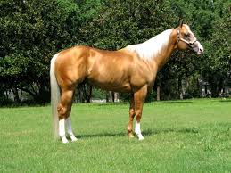 Image result for HORSE